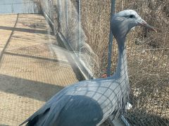 -盐城丹顶鹤湿地生态旅游区