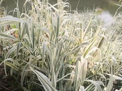 -苏州香山国际大酒店