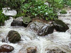 -莫里热带雨林景区