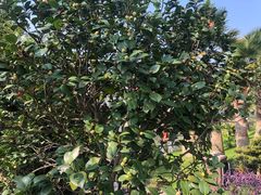 -桃园农庄·桃源宴