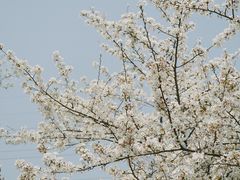 -西北湖绿化广场