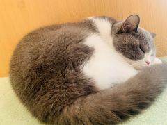 -CAT’S MEWSTAR CAFE·喵星球猫屋(晴湾咖啡店)