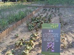 -绿堤公园