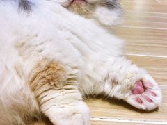 -momokira米努特·德文卷毛猫·棉花面纱犬