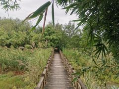 -桤木河湿地公园