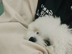 -佳雯宠物医院·皮肤科·内外科(春晓路分院)