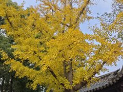 -常熟方塔园