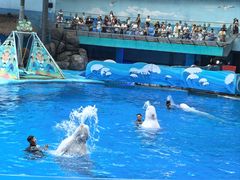 -海合安成都极地海洋公园