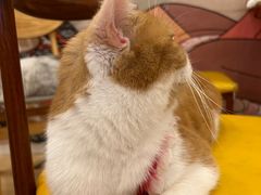 -Let's go狗咖·猫咖·奶狗·桌游(春熙路IFS店)