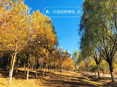 -永定河休闲森林公园