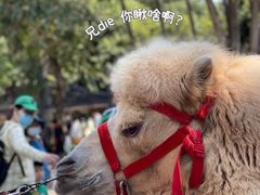 -深圳野生动物园