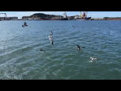 -海驴岛(荣成市)
