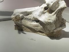 -长江文明馆