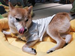 -逗柴咖啡屋·狗咖猫咖宠物桌游