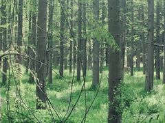 -崇明东平国家森林公园烧烤房车露营地