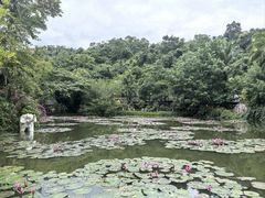 -野象谷景区