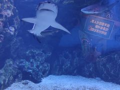 -海合安天津极地海洋公园