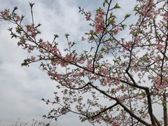 -顾村公园
