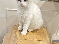 -楼上猫咖(罗湖店)