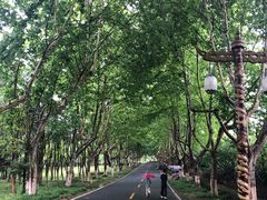 -宜兴龙背山森林公园