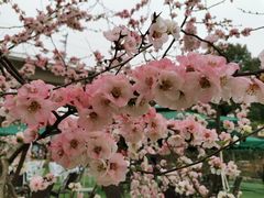 -秀丽东方