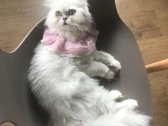 -东方名猫馆·英短金渐层布偶猫舍(环线广场1号楼店)