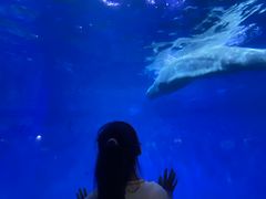 -泉城欧乐堡海洋极地世界