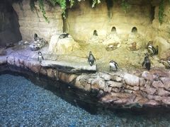 -迪拜水族馆及水下动物园