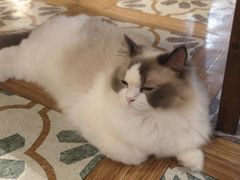 -猫猫幼稚园·撸猫·桌游·电玩