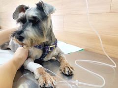 -爱侣宠医·鹦鹉专科·小型哺乳类·异宠专科(灵石路店)