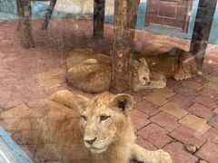 -大连森林动物园