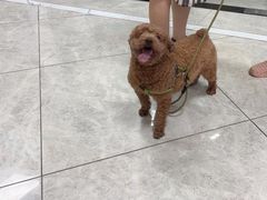 -瑞鹏瑞爱宠物医院·全科·猫科·血液透析中心(龙头寺店)