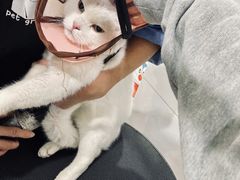 -诺比宠物医院心脏内科·泌尿肾内外科·骨科急重症
