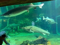 -华夏文旅海洋公园