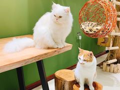 -猫亿天猫咖
