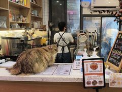 -滚猫咖啡·猫咖·猫友好撸猫(未来城店)