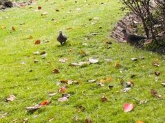 -徐家汇源景区-衡山公园