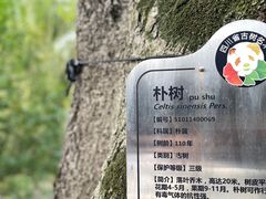 -桂湖森林公园