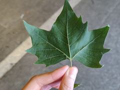 -素满香·食养自助(建邺万达店)