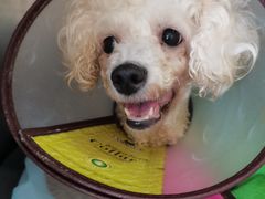 -艾贝尔宠物诊疗