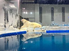 -大连圣亚海洋世界