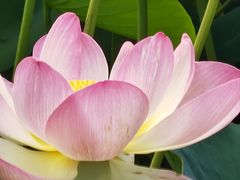 -墨尔本皇家植物园