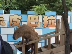 -深圳野生动物园