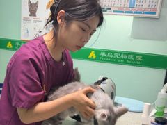 -半岛宠物医院24小时(科华中路店)