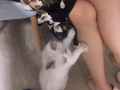 -东方名猫馆·英短金渐层布偶猫舍(环线广场1号楼店)