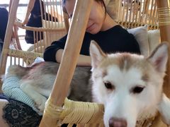 -Husky Go! 哈士奇体验馆·宠物咖啡厅狗咖