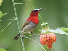 -南宁良凤江国家森林公园