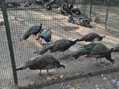 -沈阳鸟岛