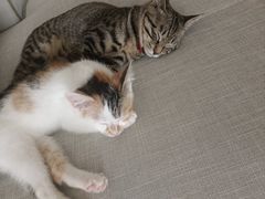 -宠瑞康动物医院