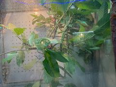 -上海大自然野生昆虫馆(东方明珠·爬宠昆虫探索中心)